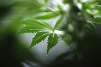 ‘As good as it gets’: Cannabis extract shown to ease chronic back pain in major trial Lower back pain is the leading cause of disability worldwide, affecting more than half a billion people, according to the World Health Organization. — Reuters pic