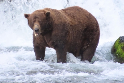 Meet Chunk, the chonky king of Fat Bear Week 2025 Chunk chomped his way past the competition to be crowned Fat Bear Week’s undisputed heavyweight champ. — Picture via Facebook/National Park Service