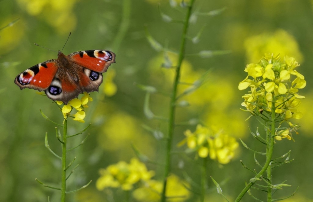 Pollinators in crisis: Wild bees and butterflies face rising extinction risk across Europe, says IUCN