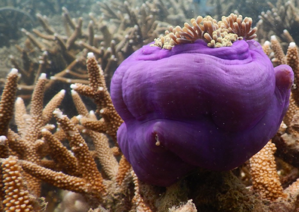 The price of paradise: Pulau Besar fights to save its coral reefs while tourism continues to grow