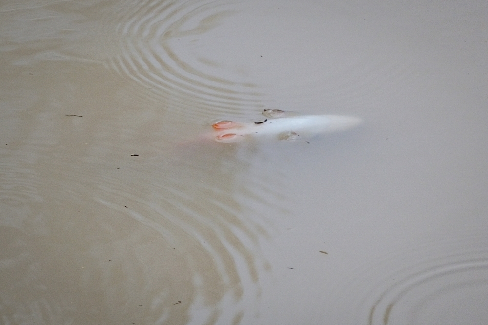 Johor Bahru residents bathe in rain and mosques as river pollution cuts water to nearly 2 million Dead fish are seen in Sungai Sayong in Ulu Sungai Johor, Kota Tinggi, on November 2, 2025. — Bernama pic