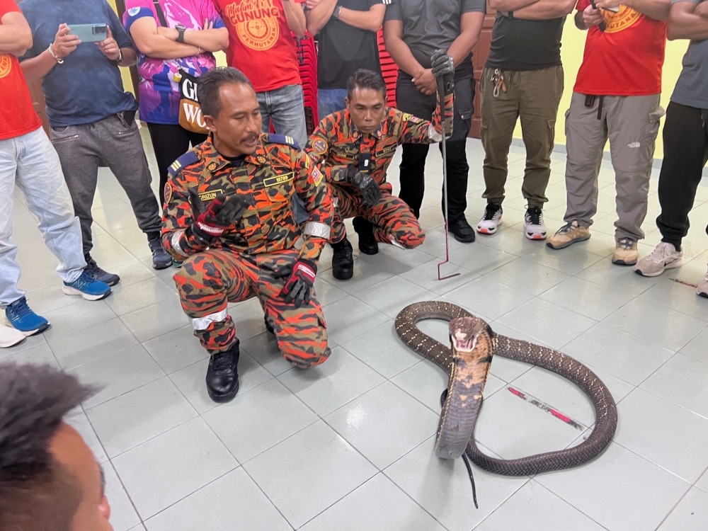 Know your snakes: A guide to Malaysia’s venomous reptiles and how to ...