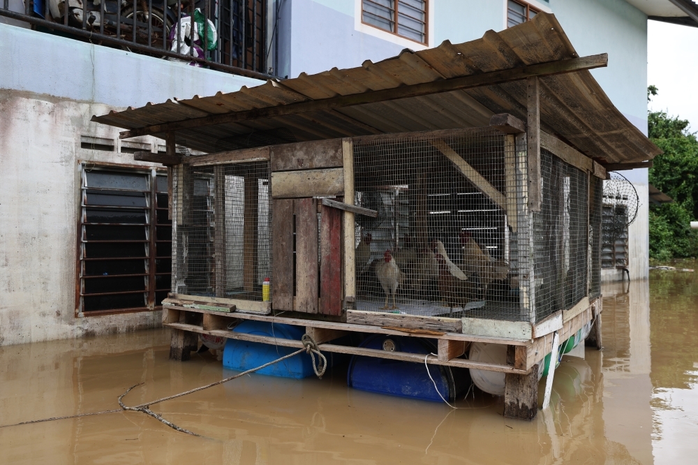 Floods hit Pahang again as Rompin evacuees rise, Johor sees surge in Segamat victims A floating chicken coop built by flood victim Raja Sahrin Tengku Ismail at Kampung Seberang Batu Badak, Segamat, to protect his poultry during continuous heavy rain. — Bernama pic