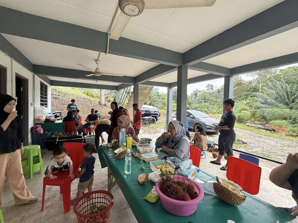Too many durians? Marudi fruit farmers invite public to feast after bumper harvest Visitors savour durians at Mujan Lah’s orchard. — Picture via Facebook/Mujan Lah