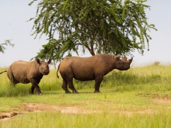 Some of the rhinos that were reintroduced to Akagera National Park. Photo: Courtesy.
