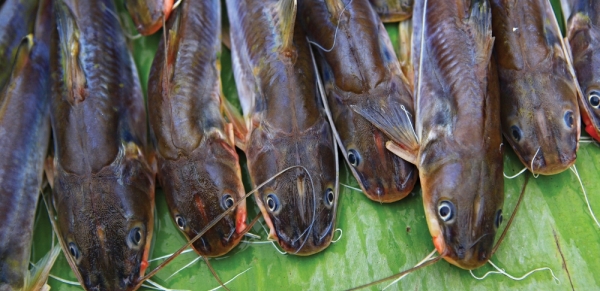  Catfish is an excellent source of vitamin D, which isn’t found in too many foods naturally. Net photo.