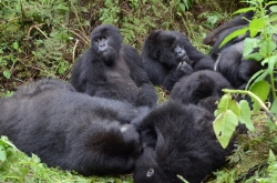 Rwanda’s mountain gorillas of Susa family in Volcanoes National Park. / Sam Ngendahimana
