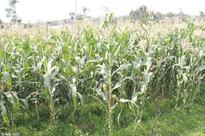 A maize plantation in the countryside. The draft bill will soon be forwarded to the Law Reform Commission for review. File. 