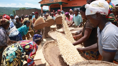 Women farmers winnow maize grains in Musaza Sector, Kirehe District. File.