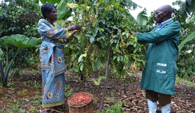 Coffee farmer Evariste Mutibagirana and his wife in their coffee plantation in Karenge Sector ,Rwamagana District. / Sam Ngendahimana.