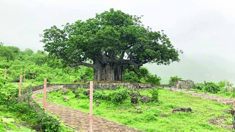 شجرة التبلدي أحد المعالم البيئية الشهيرة