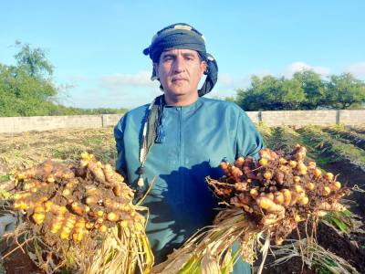 شاهد حصاد الكركم في ولاية طاقة 2 2554502