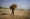 FILE- An Indian farmer carries wheat crop harvested from a field on the outskirts of Jammu, India,  April 28, 2022. Photo: AP