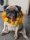Oreo, the pug is being worshipped on Kukur Tihar, the second day of the second largest festival in Rautahat, on Monday, October 24, 2022. Courtesy: Prashant Chaudhary