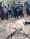 A royal bengal tiger found dead in Kailali district. Photo: RSS