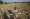 James Tshuma, a farmer in Mangwe district in southwestern Zimbabwe,stands in the middle of his dried up crop field amid a drought in Zimbabwe, Friday, March, 22, 2024. Photo: AP