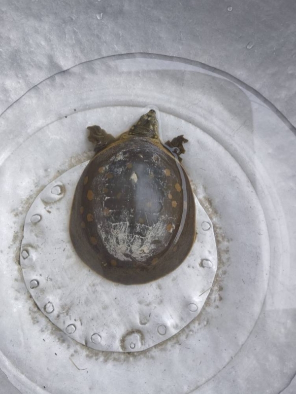 https:= Turtle rescued from the roadside is released into a wetland - The Himalayan Times - Nepal's No.1 English Daily Newspaper