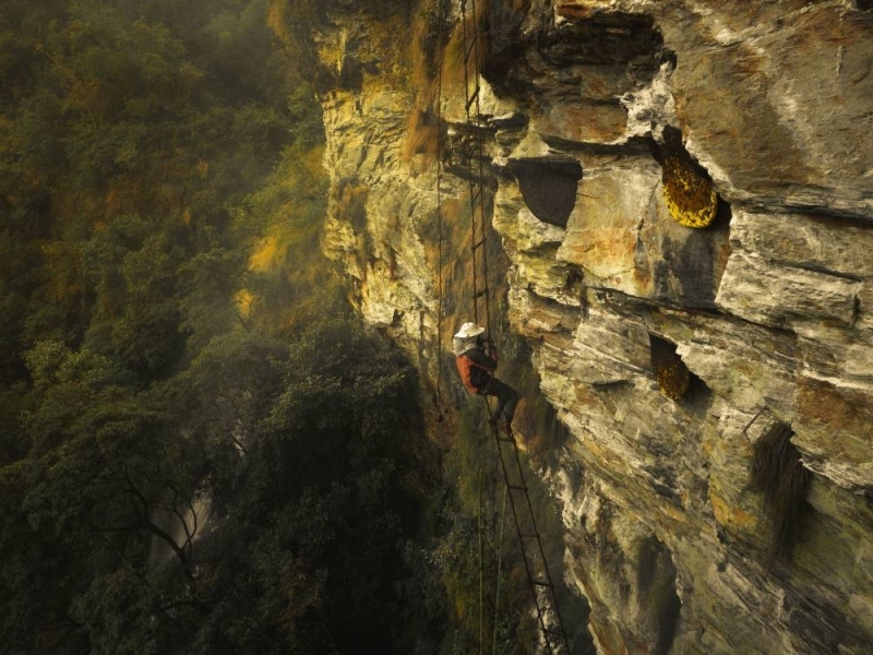 Photo Courtesy: Medicinal Mad Honey