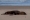 أسد بحر ميت ملقى على الشاطئ في مار ديل بلاتا في بوينس آيرس