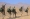 تدريب لوحدة مكافحة الدروع التابعة للحوثيين بصنعاء أمس الأول (أ ف ب)