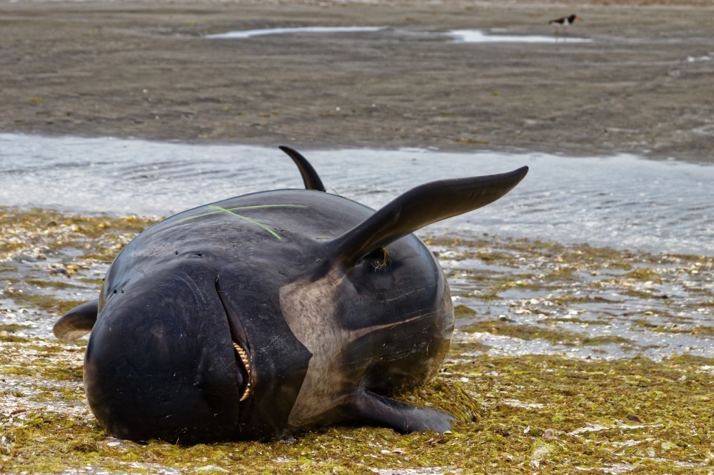خبير: حرارة البحار قد تكون سبباً في جنوح الحيتان بنيوزيلندا