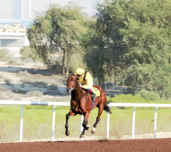 «دراكو» بطل سباق شادويل في مهرجان بر دبي
