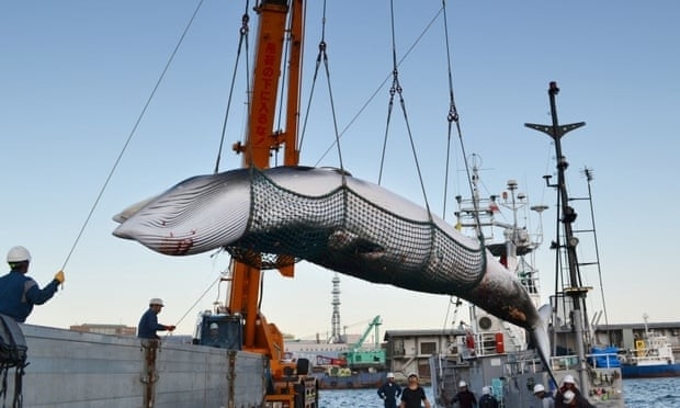 اليابان تُغضب منظمات البيئة وتستأنف صيد الحيتان 2019