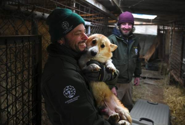 إنقاذ مئتي كلب من المسلخ في كوريا الجنوبية