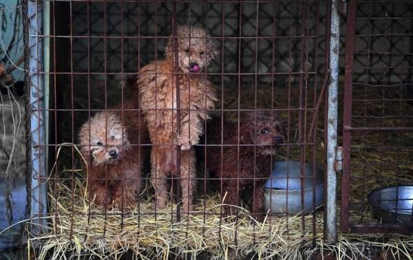 إنقاذ مئتي كلب من المسلخ في كوريا الجنوبية