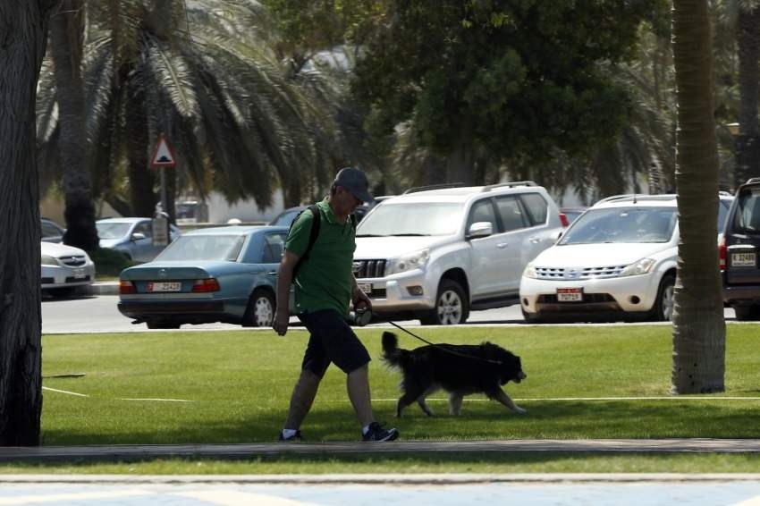 صحة دبي: استقبال 20 مصاباً بالصلع سنوياً بسبب الحيوانات الأليفة