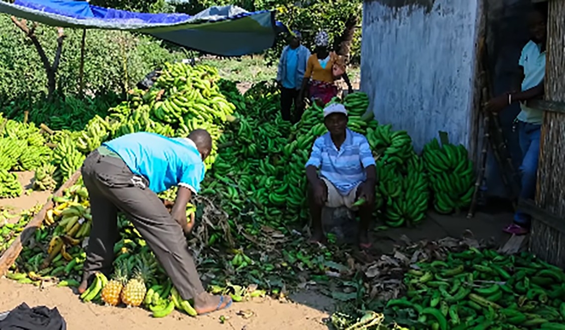 «أوفيد» يدعم الأمن الغذائي في موزمبيق بـ 12 مليون دولار