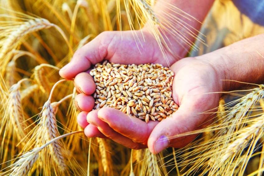 مصر تقترب لأول مرة من إنتاج 9 ملايين طن من القمح