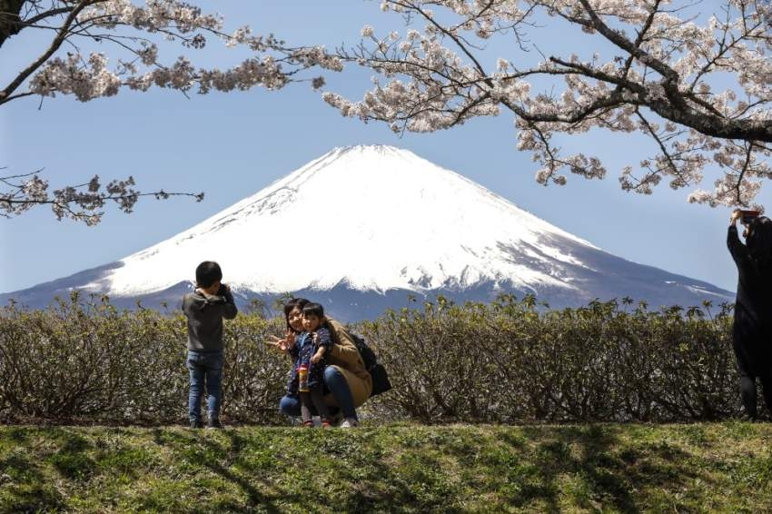 الربيع يعانق جبل فوجي