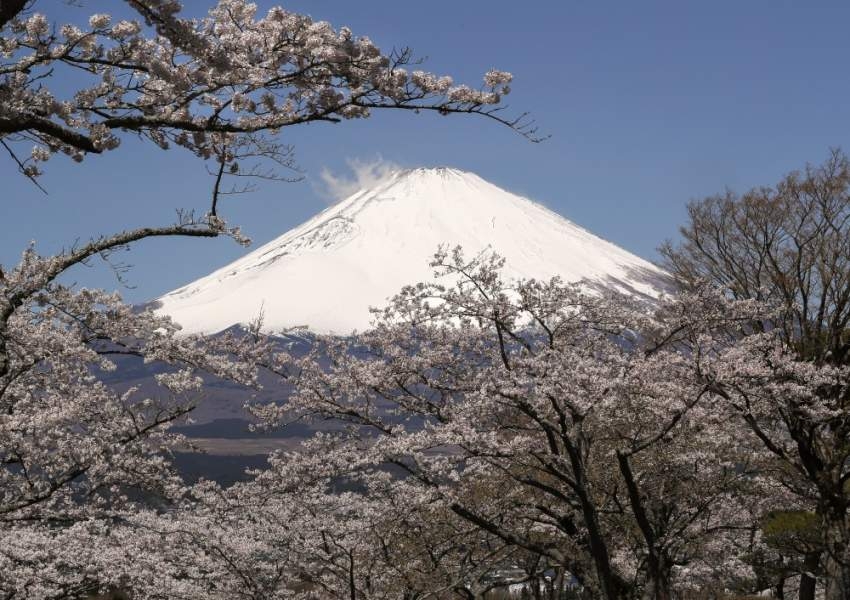 الربيع يعانق جبل فوجي