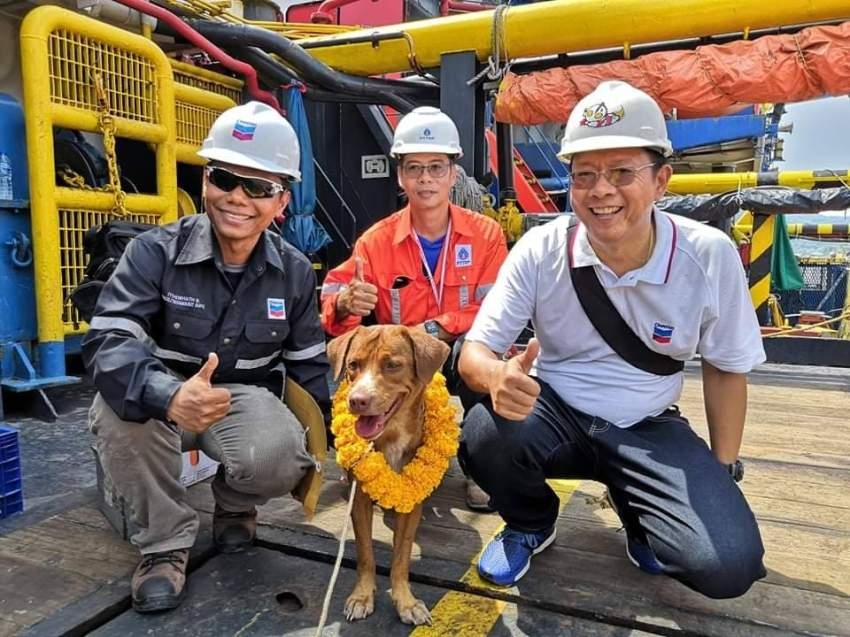 عمال بمنصة نفط بحرية ينقذون كلباً على بُعد 135 ميلاً من اليابسة