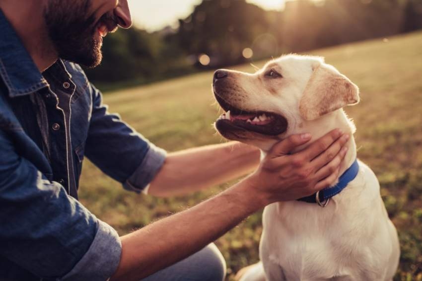 ما الرابط بين الكلاب وصحة الإنسان؟ علماء يجيبون