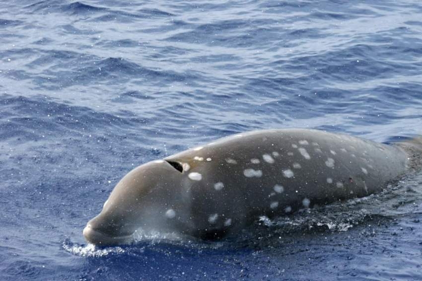 دراسة: 200 ألف فيروس في المحيطات بعضها يقتل الحيتان