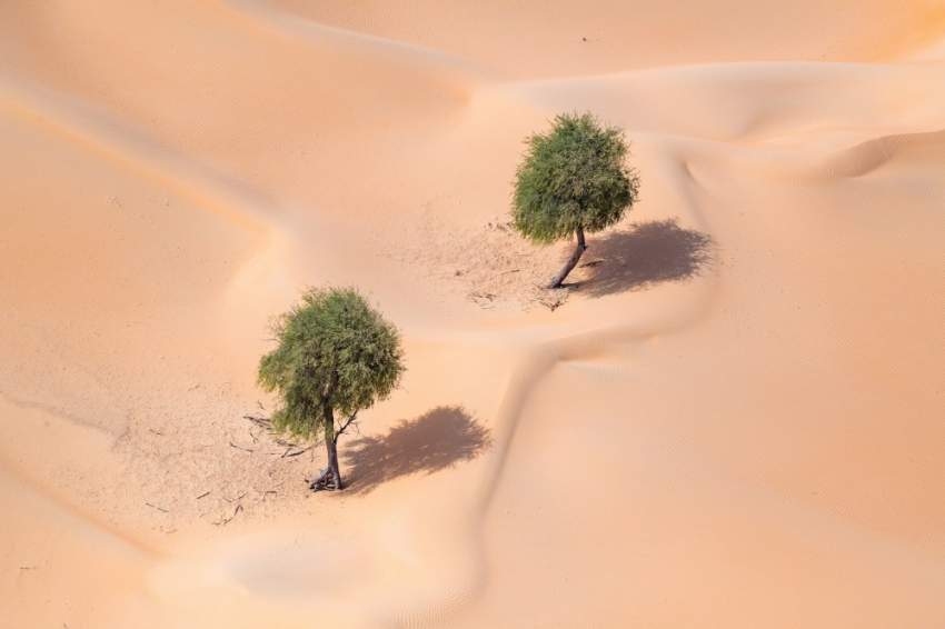 إكسبو 2020 دبي يطلق فيلماً يروي حكاية شجرة الغاف على أرض الإمارات