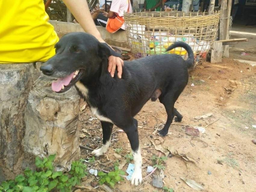 «الكلب البطل» ينقذ رضيعاً دفن حيّاً في تايلاند