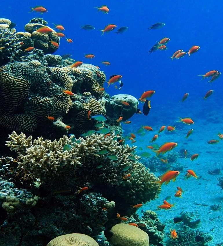 أسماك خفية تُضحي بنفسها ليعيش «المرجان»