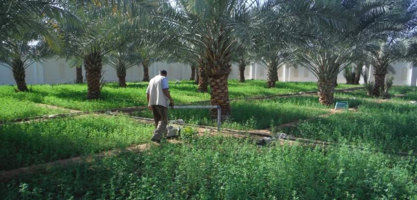 6 استراتيجيات لخفض هدر مياه الري في أبوظبي
