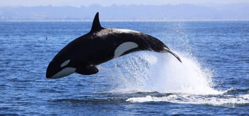 كندا تحظر تربية الحيتان