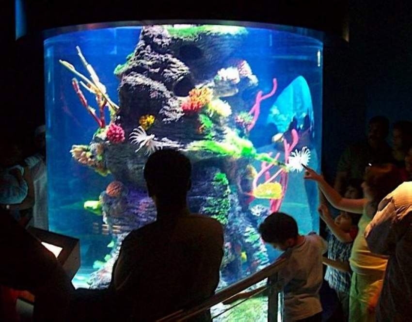 أسماك الخليج النادرة في متحف «التاريخ الطبيعي»