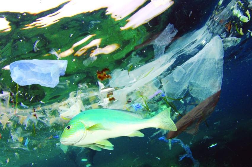 مخلفات البلاستيك.. «سرطان بيئي» يقتــــــــل الطبيعة براً وبحراً وجواً