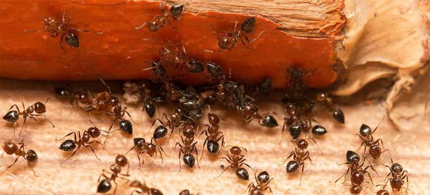 التهام النمل والجراد للوقاية من السرطان