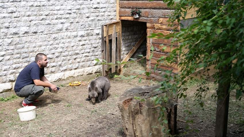 عايدة.. دبة يتيمة تجد المأوى في حديقة حيوان سراييفو