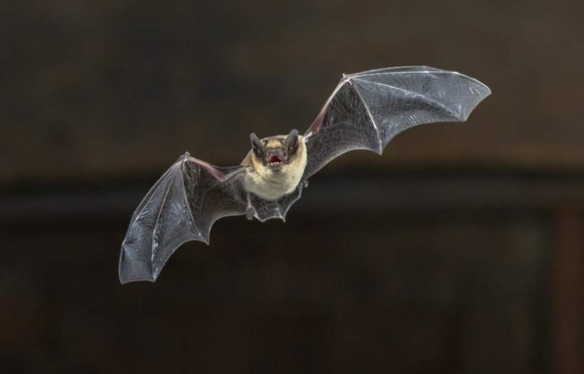 الخفافيش تستخدم أوراق الشجر مرايا لاصطياد الفرائس الساكنة في الظلام