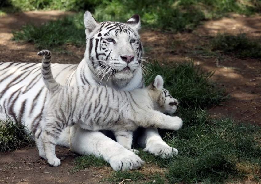 مولد 3 نمور بنغالية في حديقة حيوان بيرو