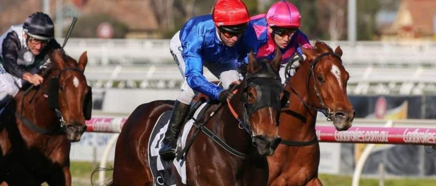 تألق خيول جودلفين في سباقات الربيع الأسترالي