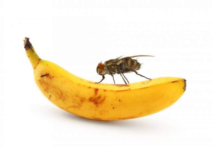 حيلة ناجعة للتخلص من ذباب الفاكهة